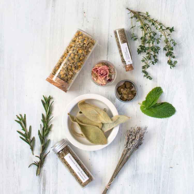 An Introduction to Healing Herbs