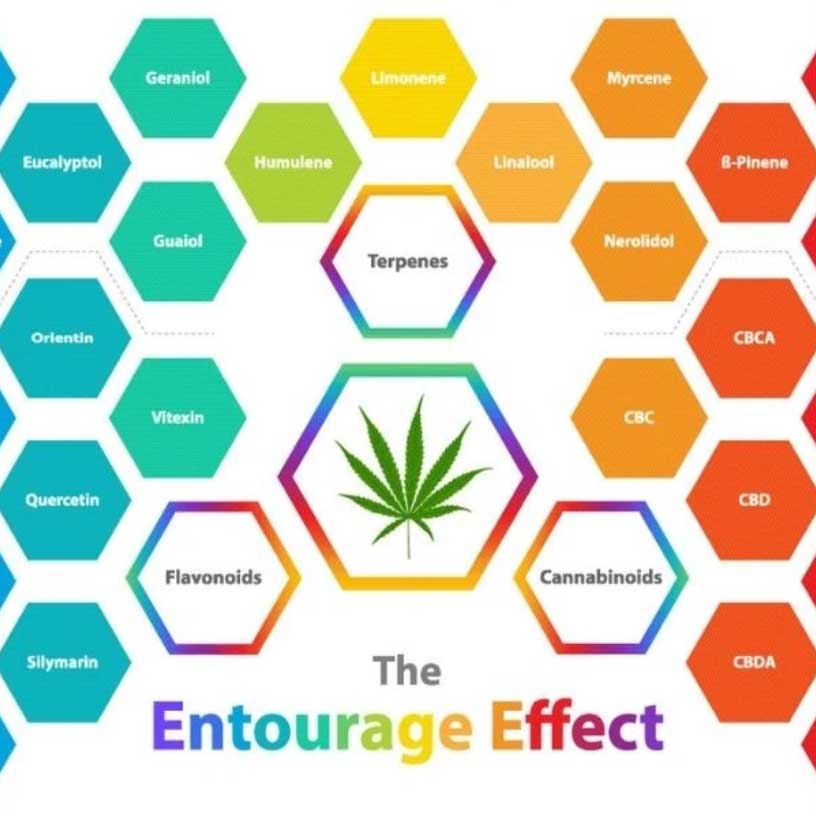 Our Expert Opinion on the Entourage Effect for True Blue Terpenes